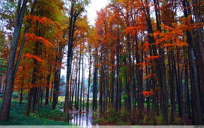 第九届深圳国际旅游产业博览会(第七届深圳旅游博览会) 第九届深圳国际旅游产业博览会(第七届深圳旅游博览会)
